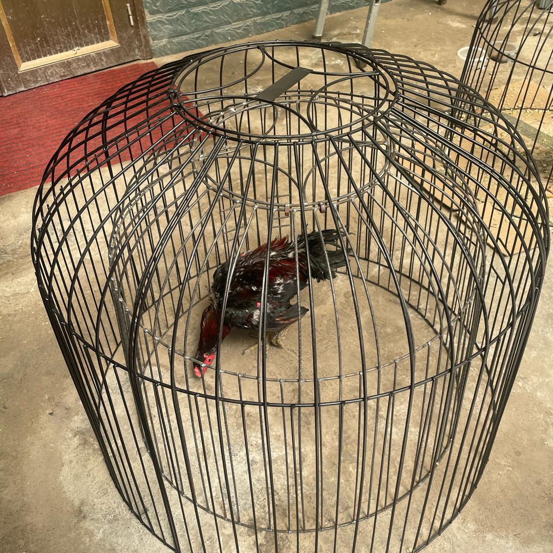 豫东小郭斗鸡用品