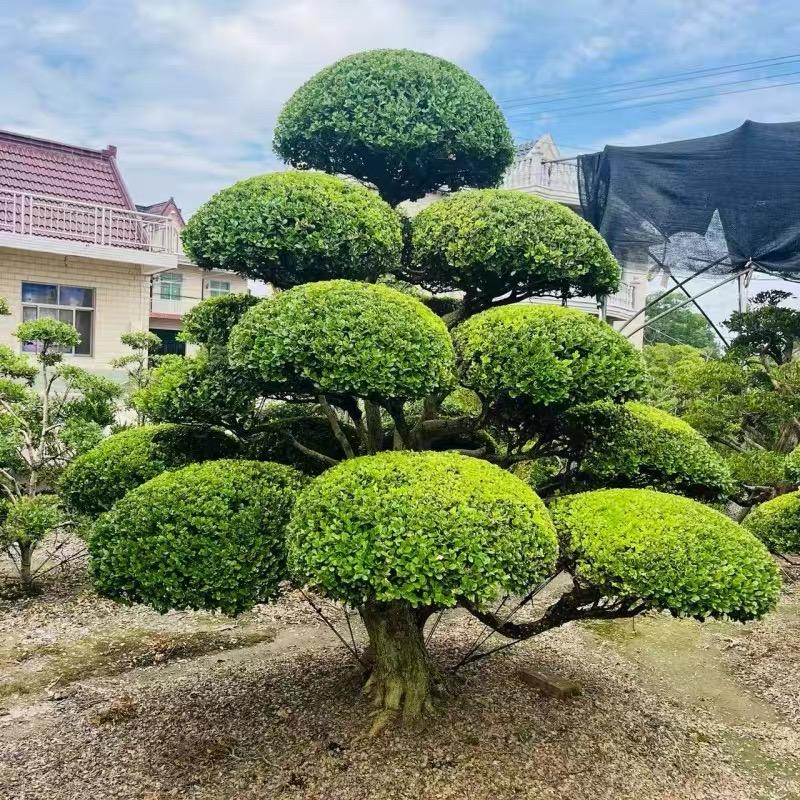 嘉舒阁造型树基地