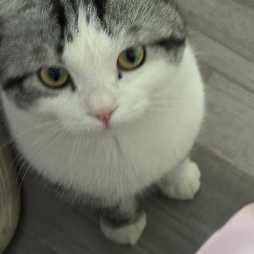 超级飞侠❁