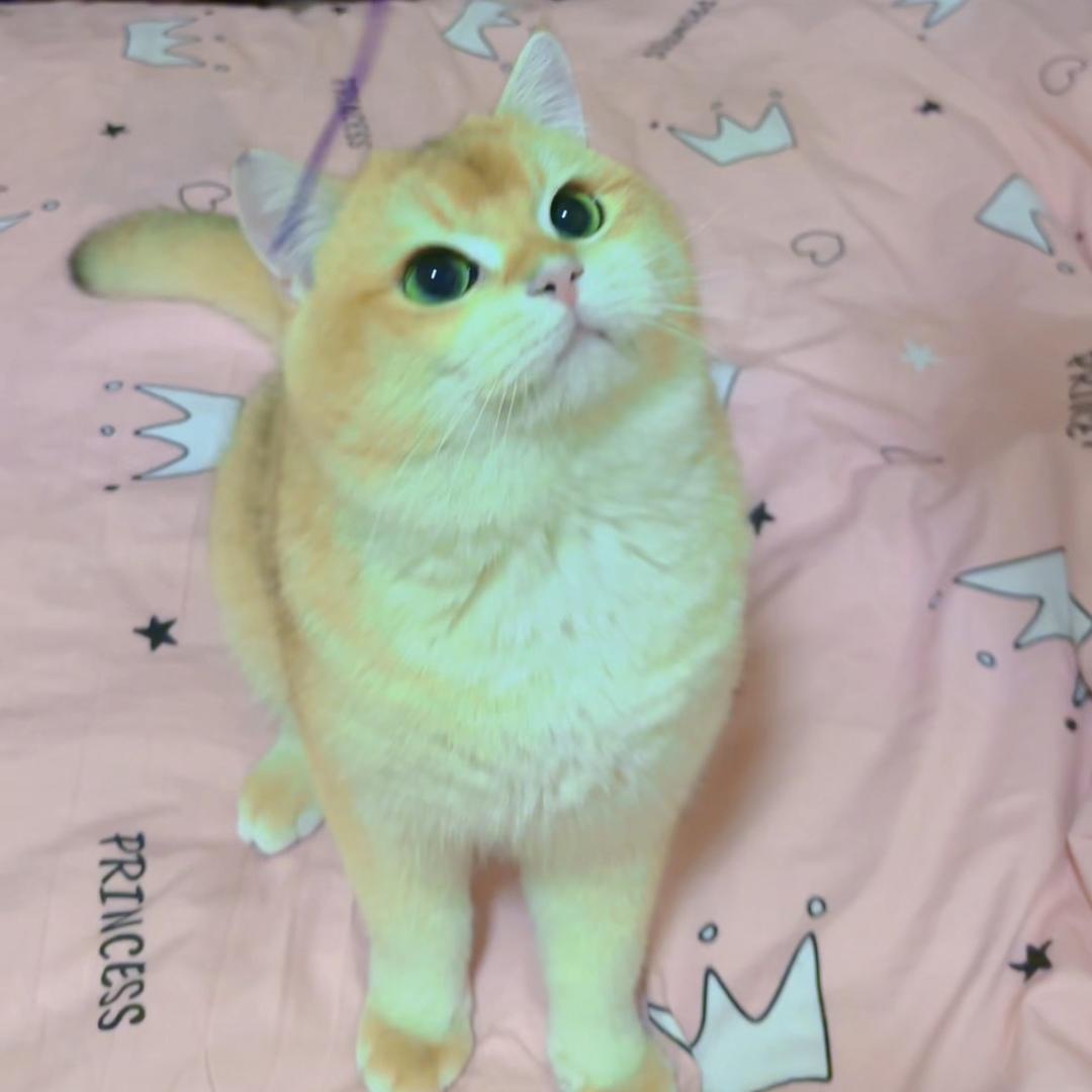 一个每天和猫吵架的铲屎官