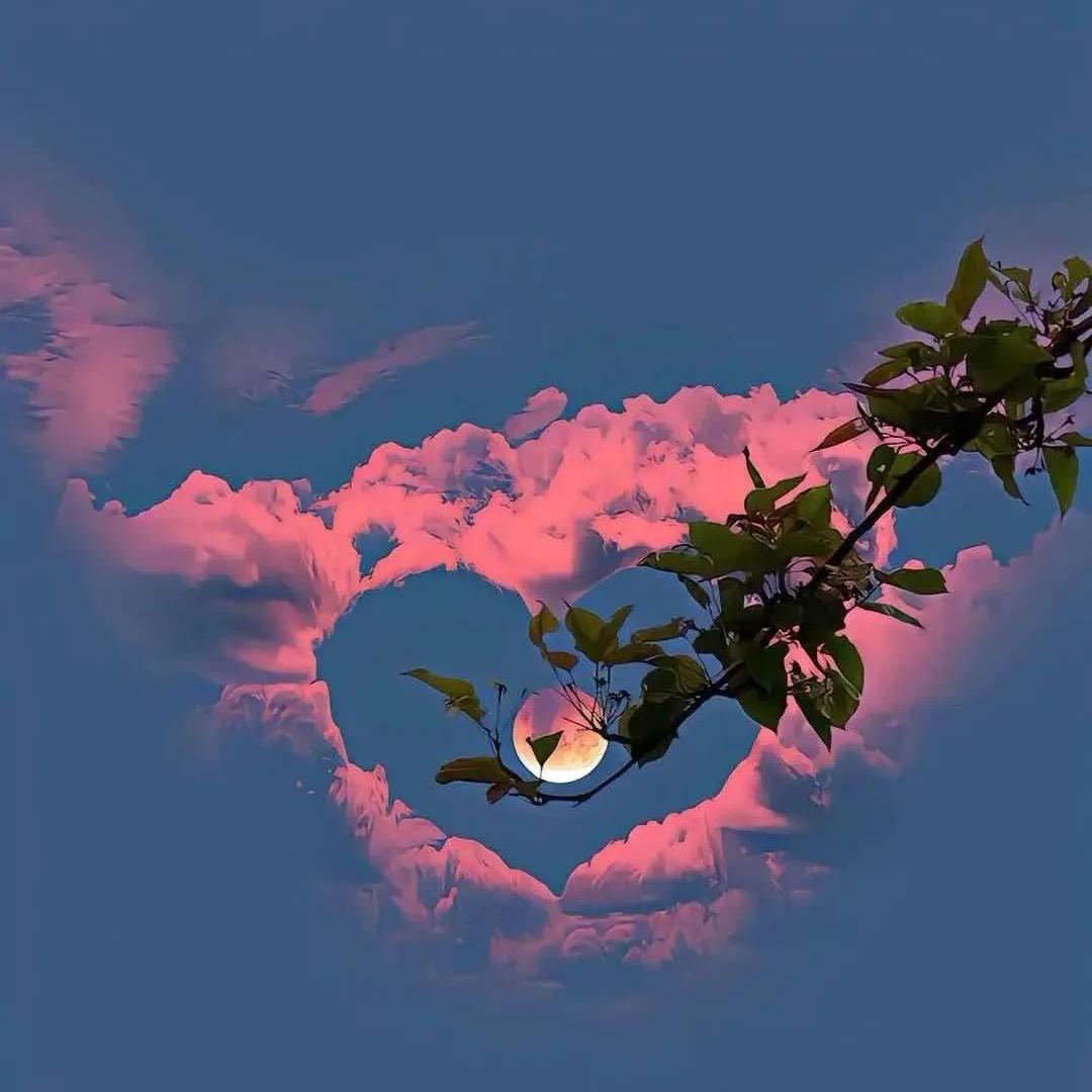 梵高的向日葵🌻