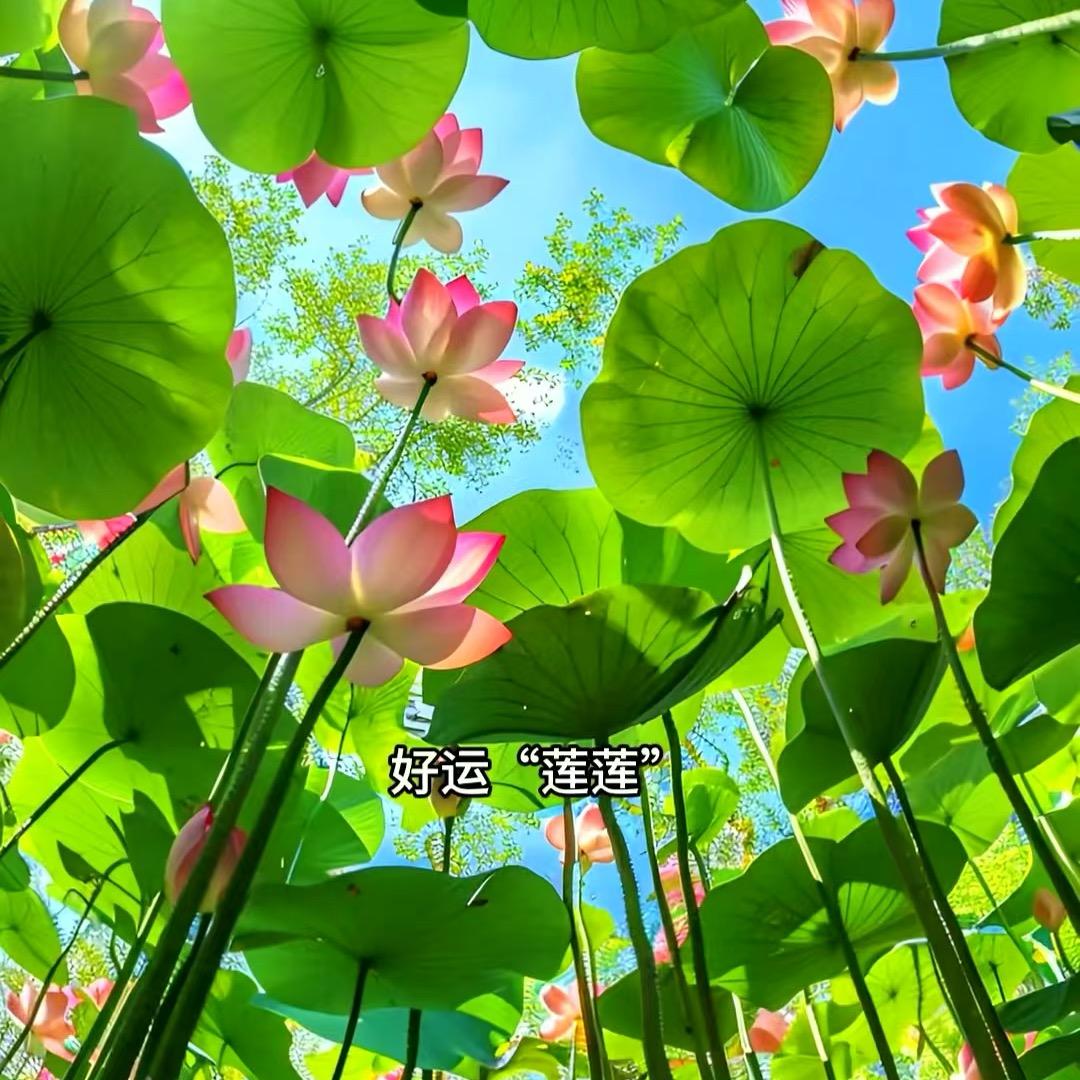 🍀好运连连🍀