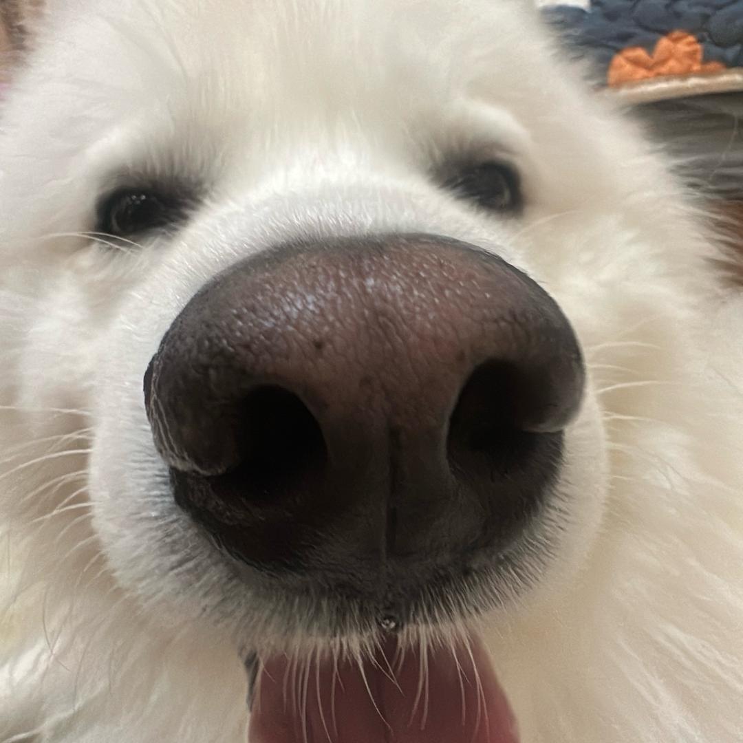 耶耶耶