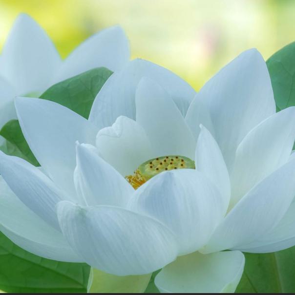 红糖姜茶雲艙🌹