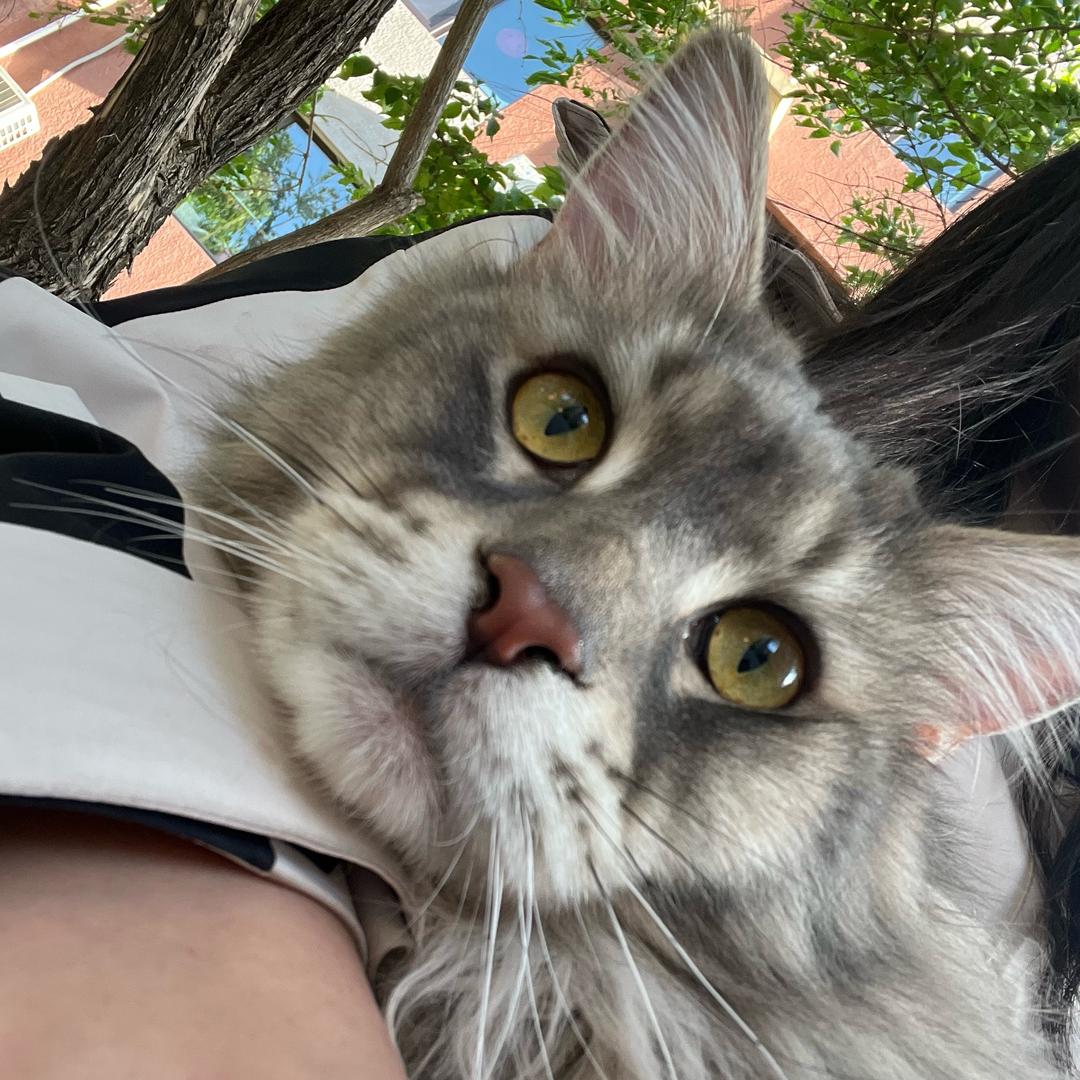 漫漫和她的猫