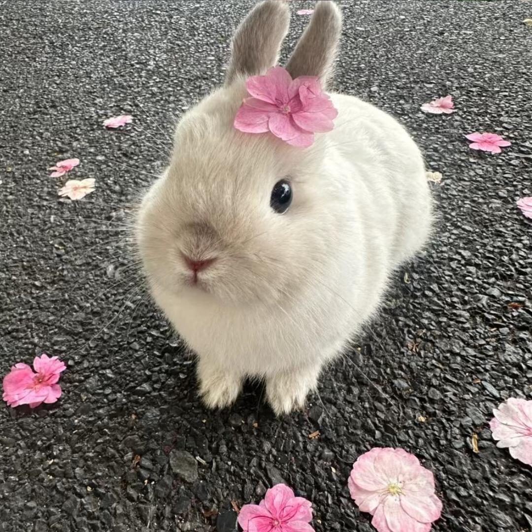 小当家