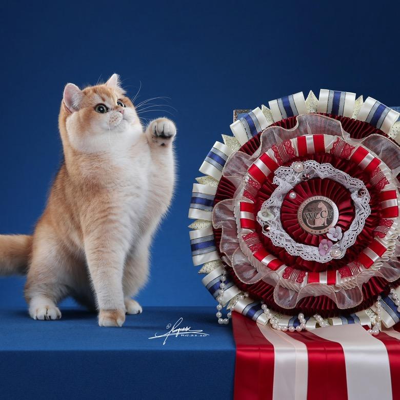 猫叔•萌宠生活馆