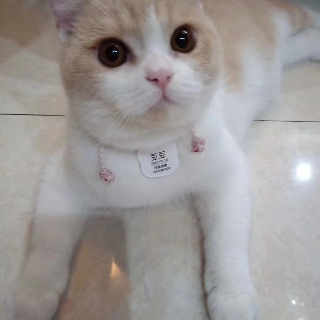 智哥老兵