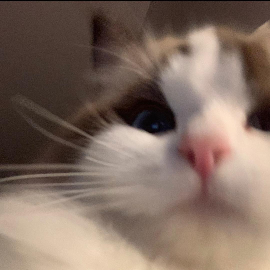 小肥椰