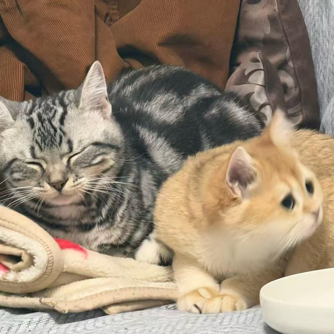 铁板王八