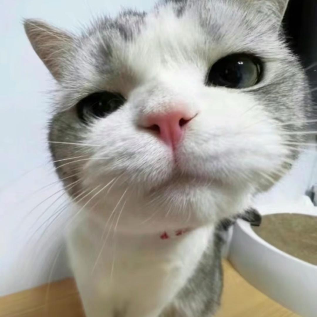 星星😻