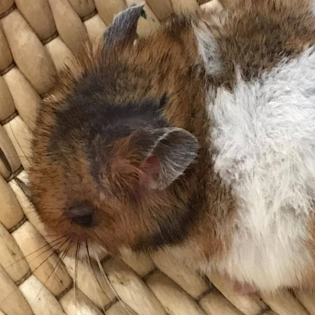 糕鹰是只小仓鼠🐾
