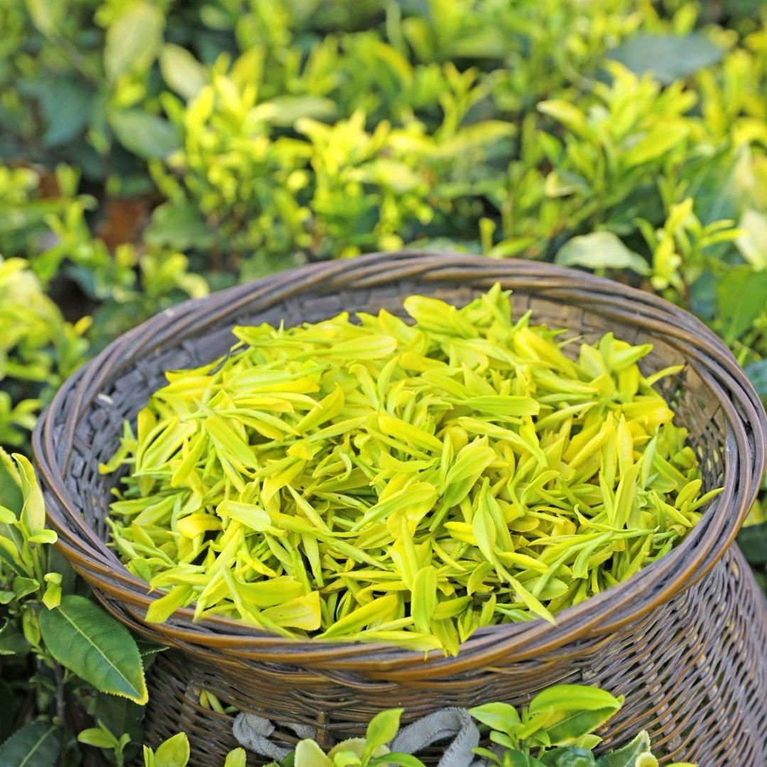 小周说茶的头像