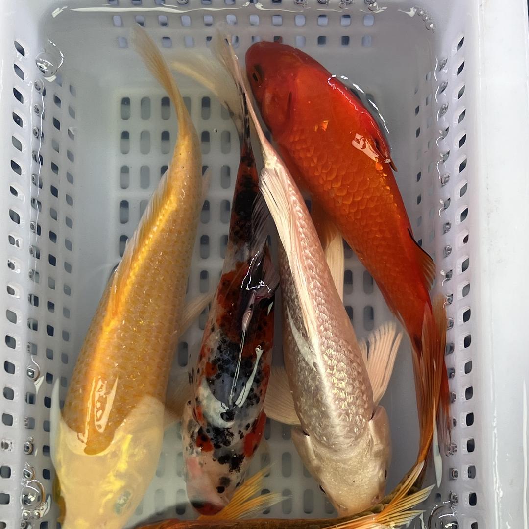 繁花锦鲤汇