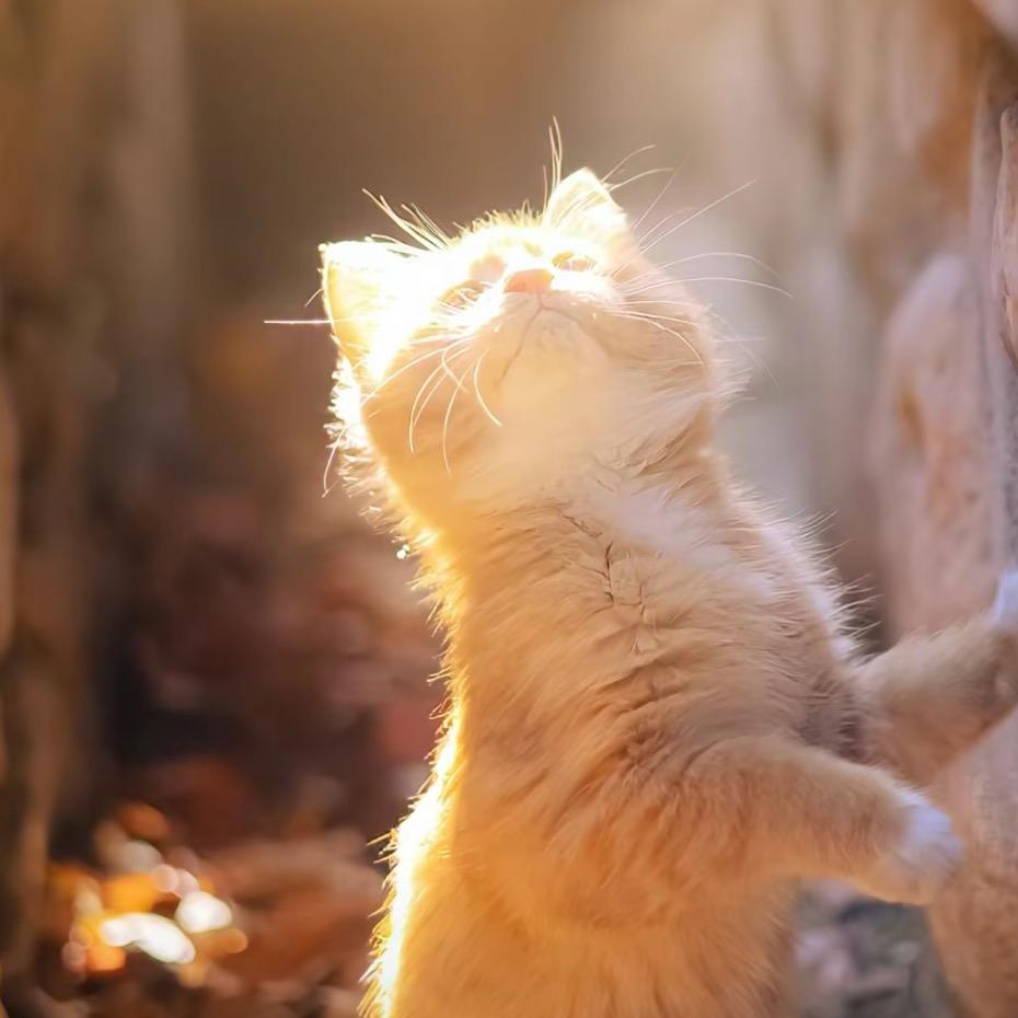 小猫🐱🐈？