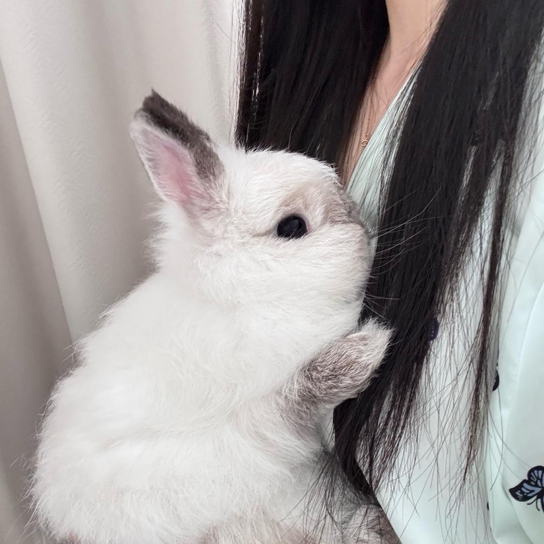 托脸黛丝