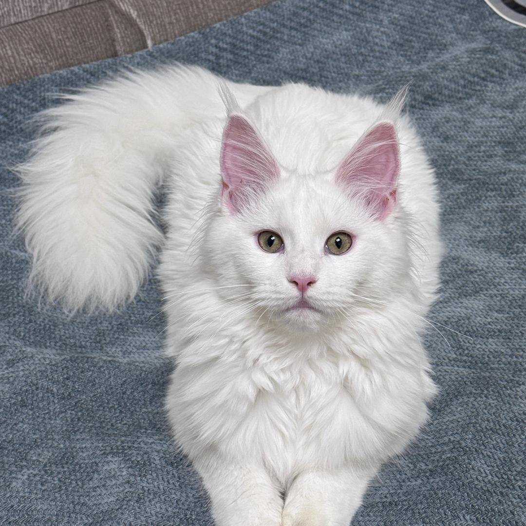 雪豹是只小猫咪吖～