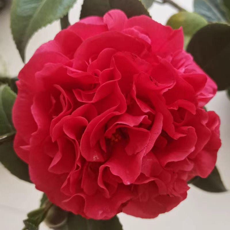 花木里园艺花卉