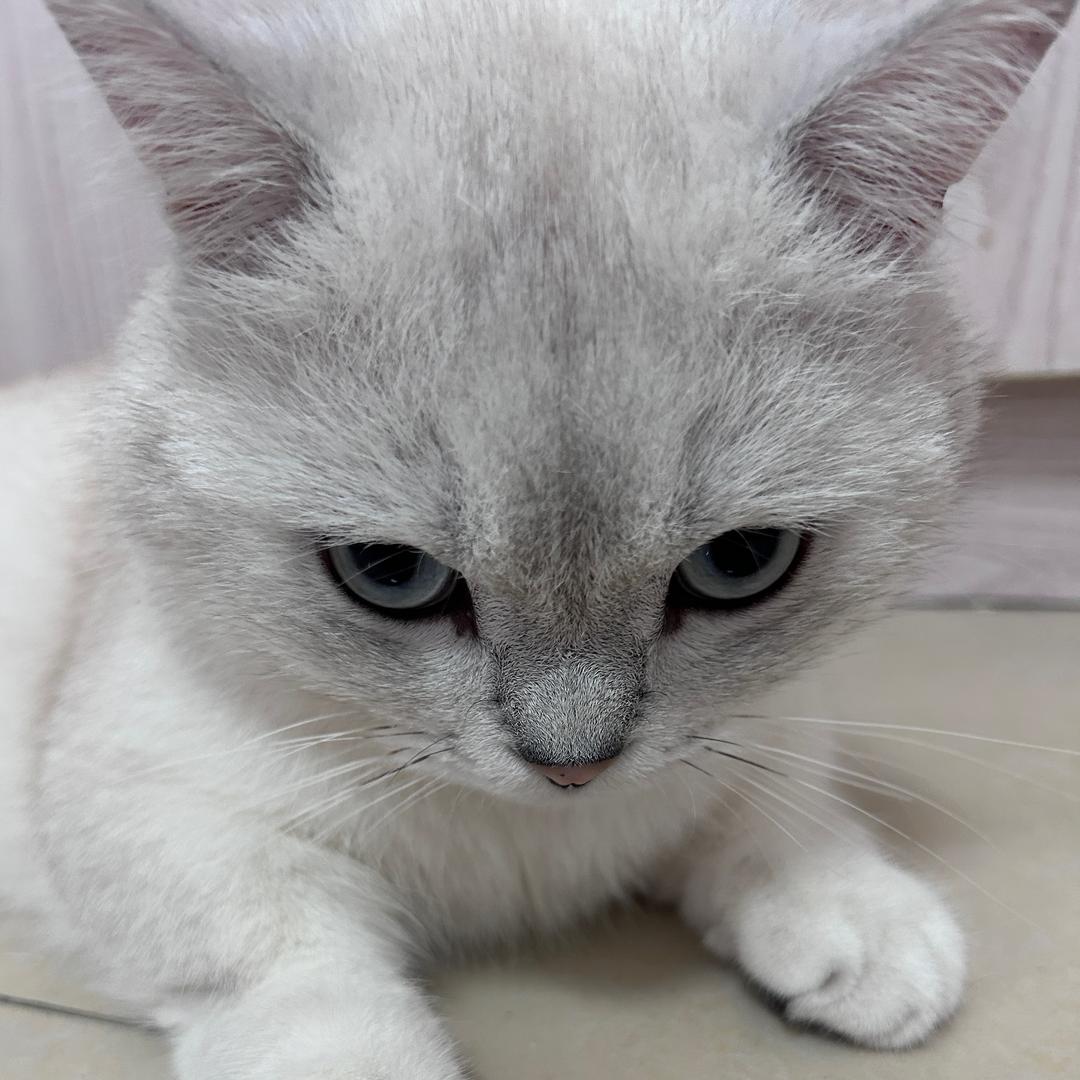 你茶茶❌
