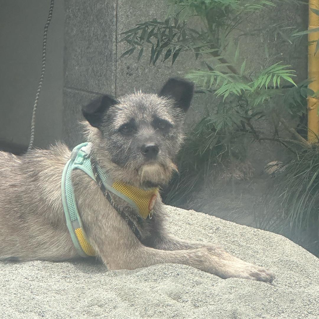 赏金镇 厨子
