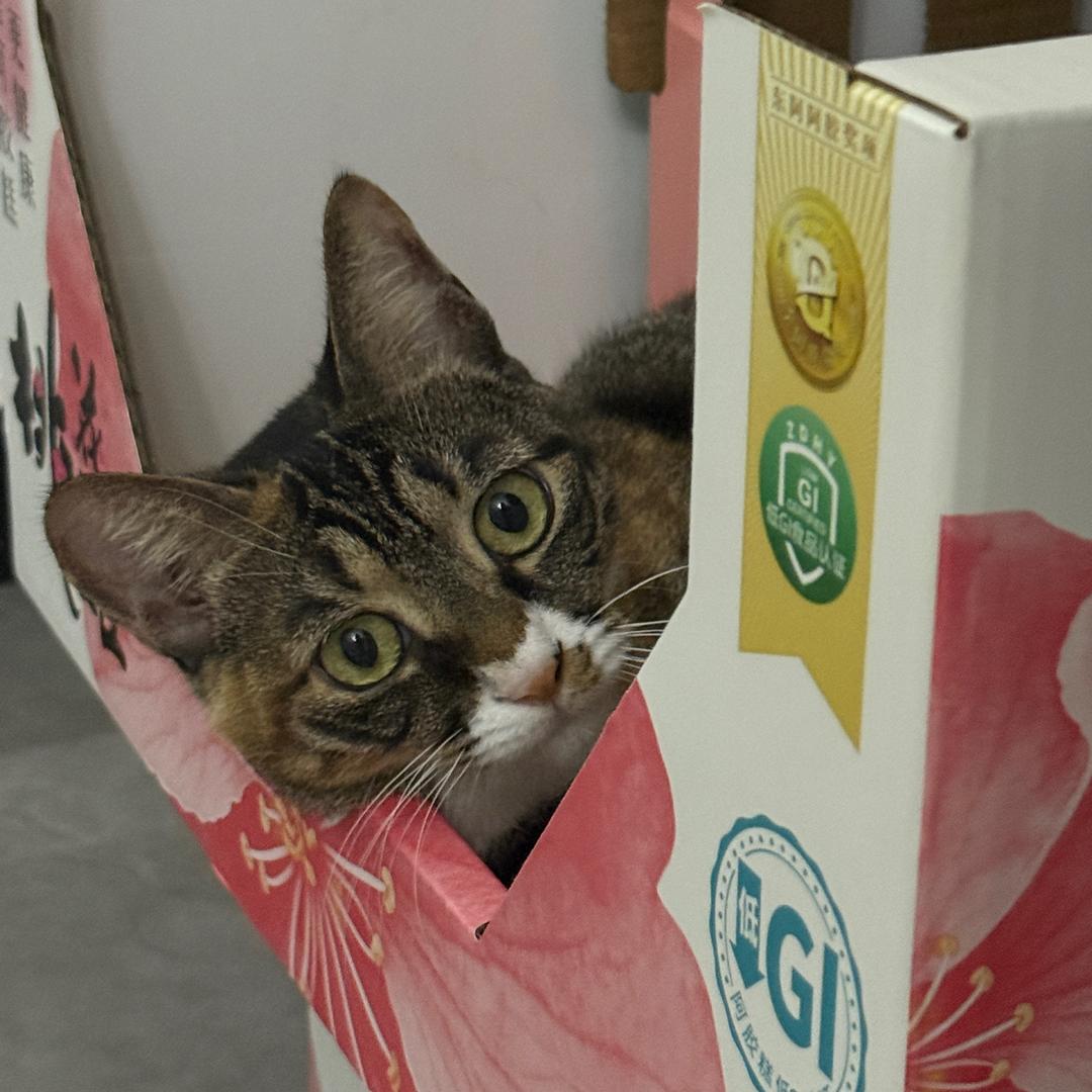 泥芝士甘薯么呢