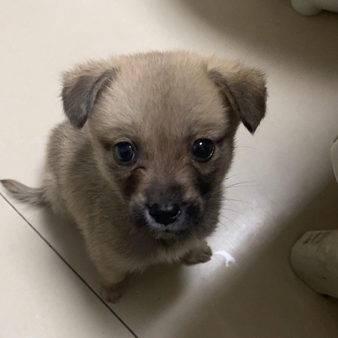 狗狗叫来福