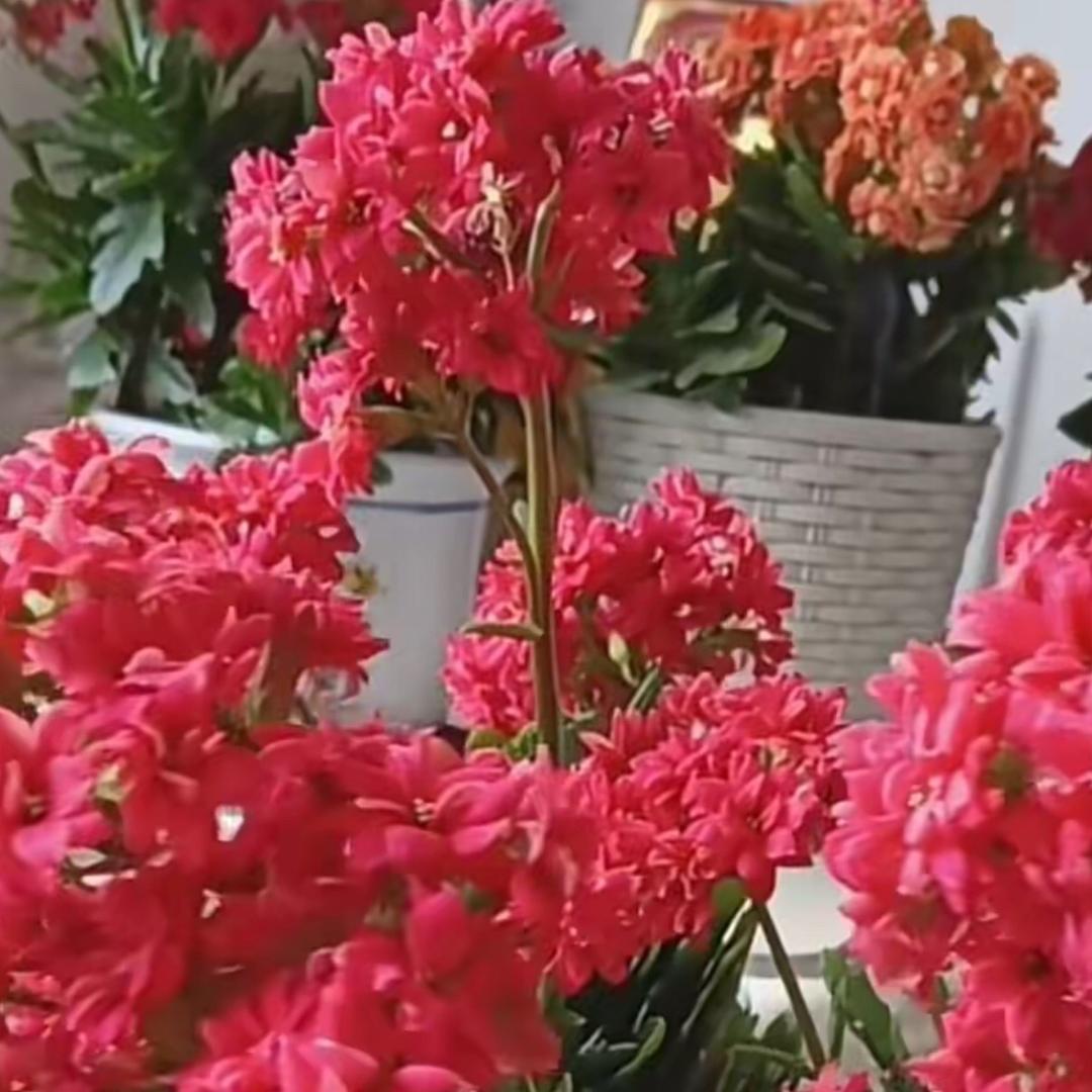 百事好物啊