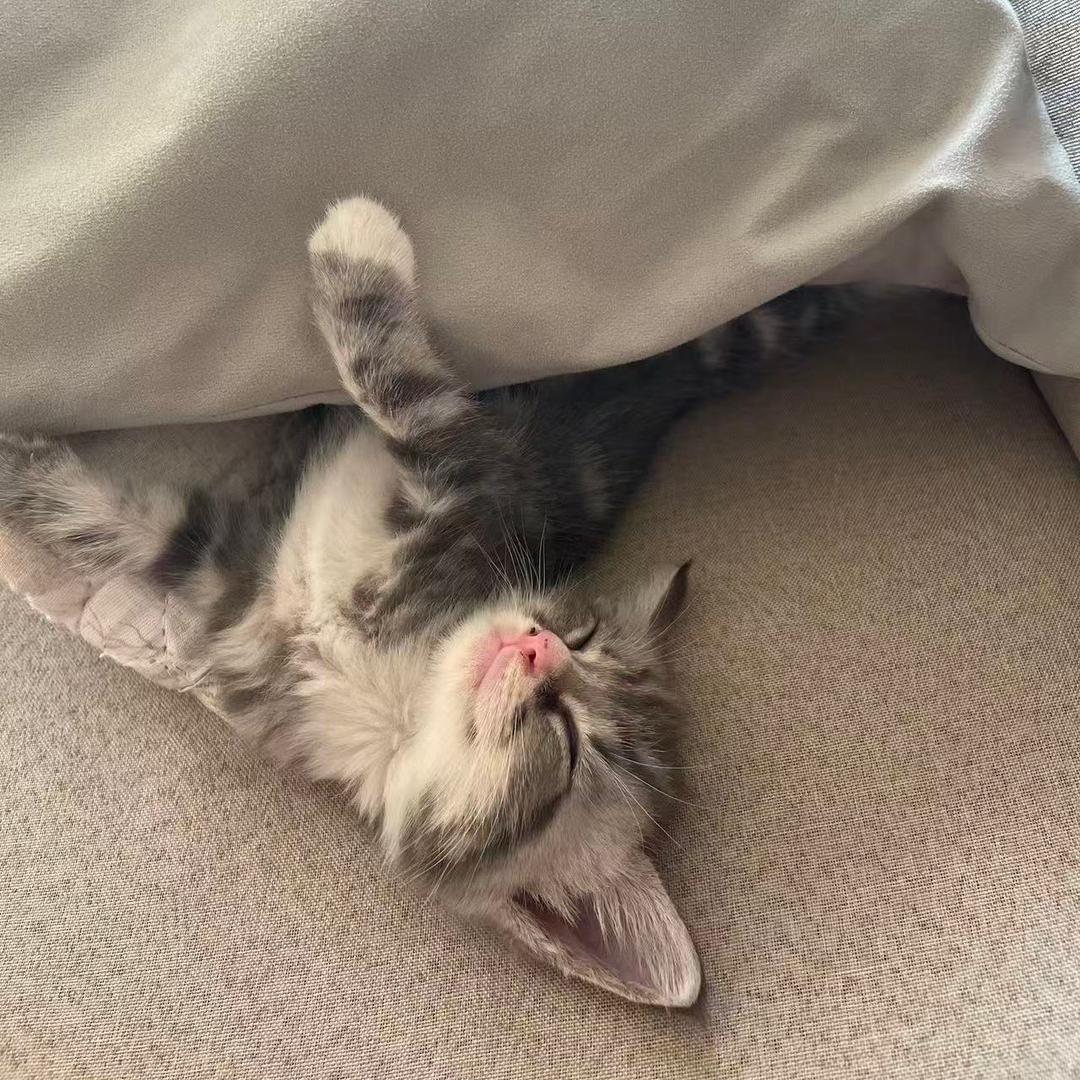 海南招财猫