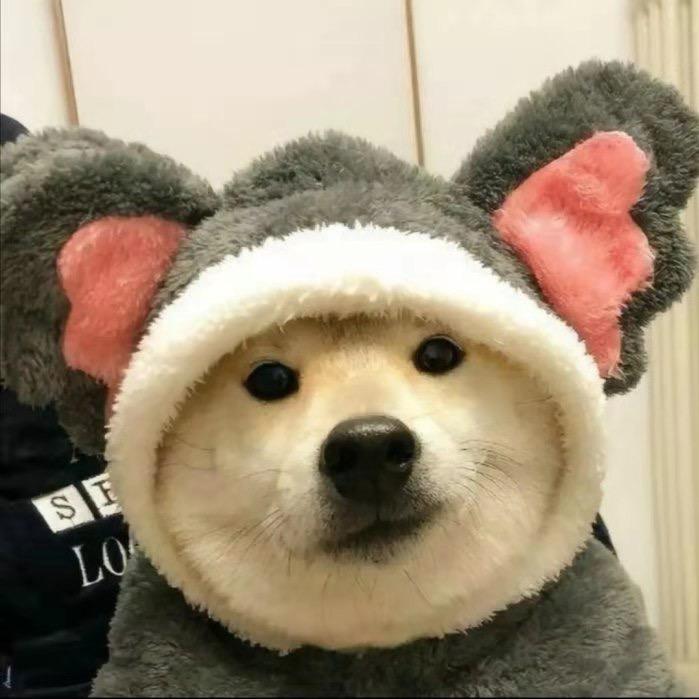 早八走狗