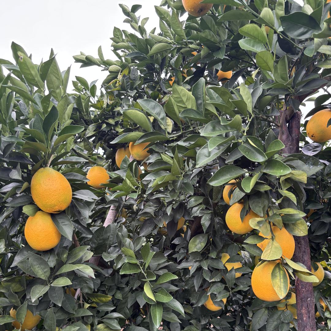 西安立春农科优品