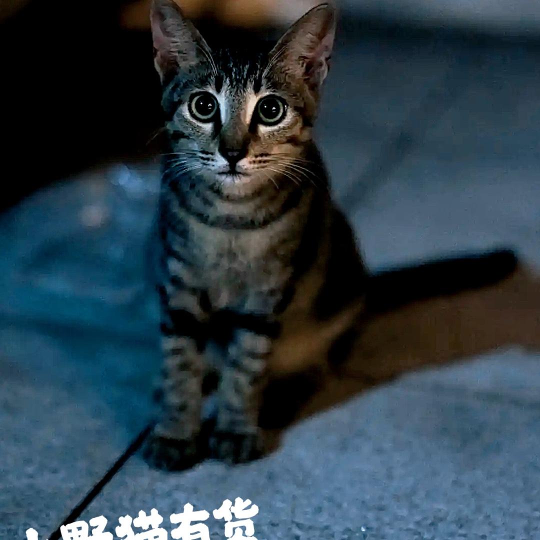 小野猫有货原态艺术