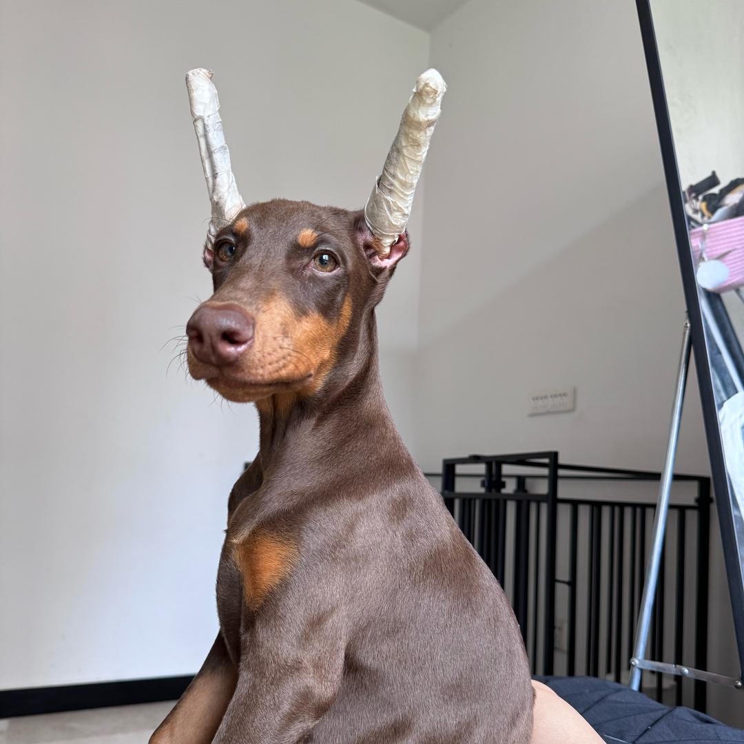 杜宾Milo