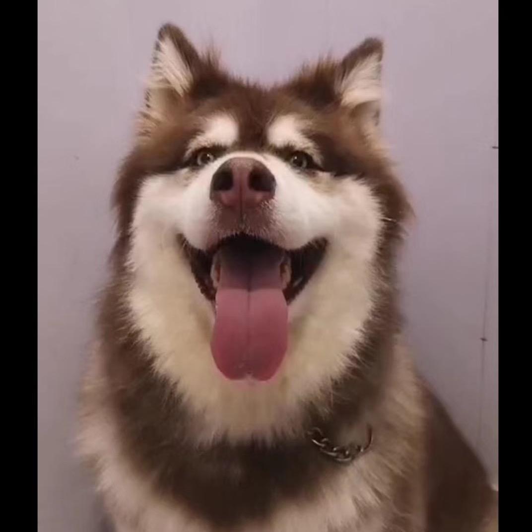 豆豆是阿拉斯加