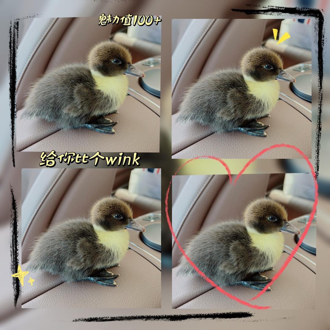 @王嘎嘎😄