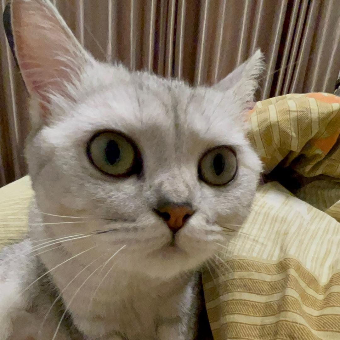 怎么会有鱼吃铁片的