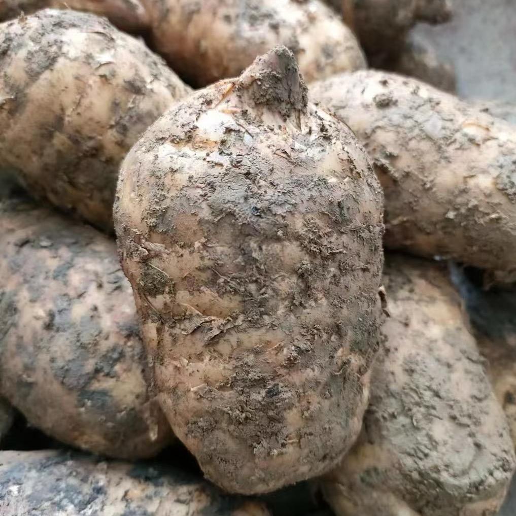 室内筐式种植天麻