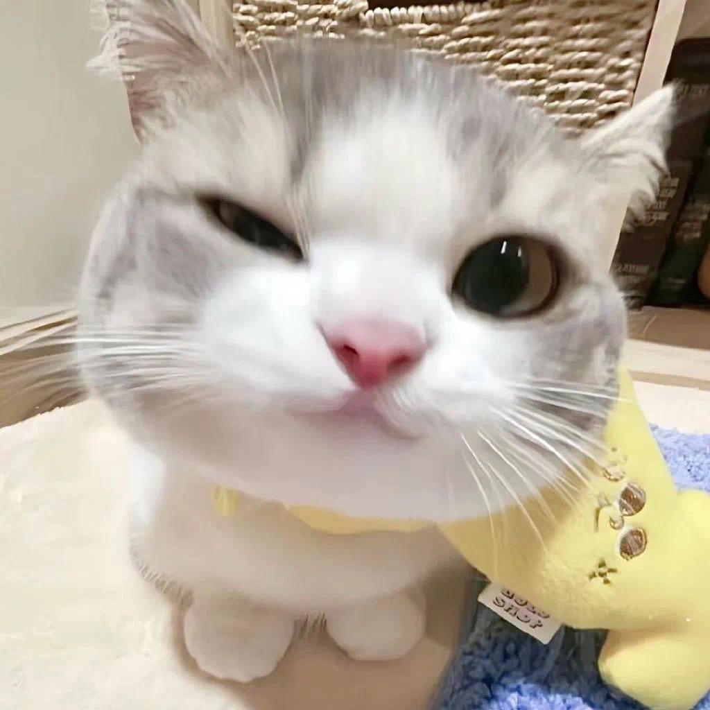 雪饼🍥