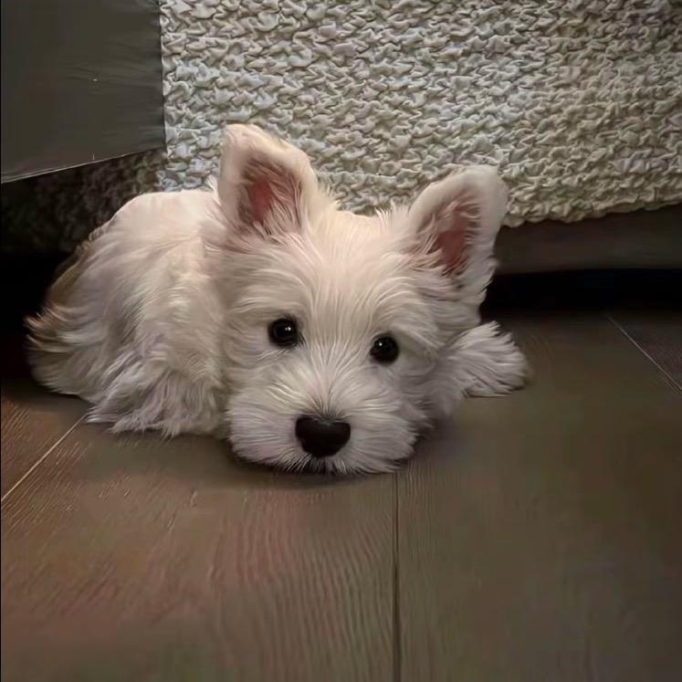 小锤