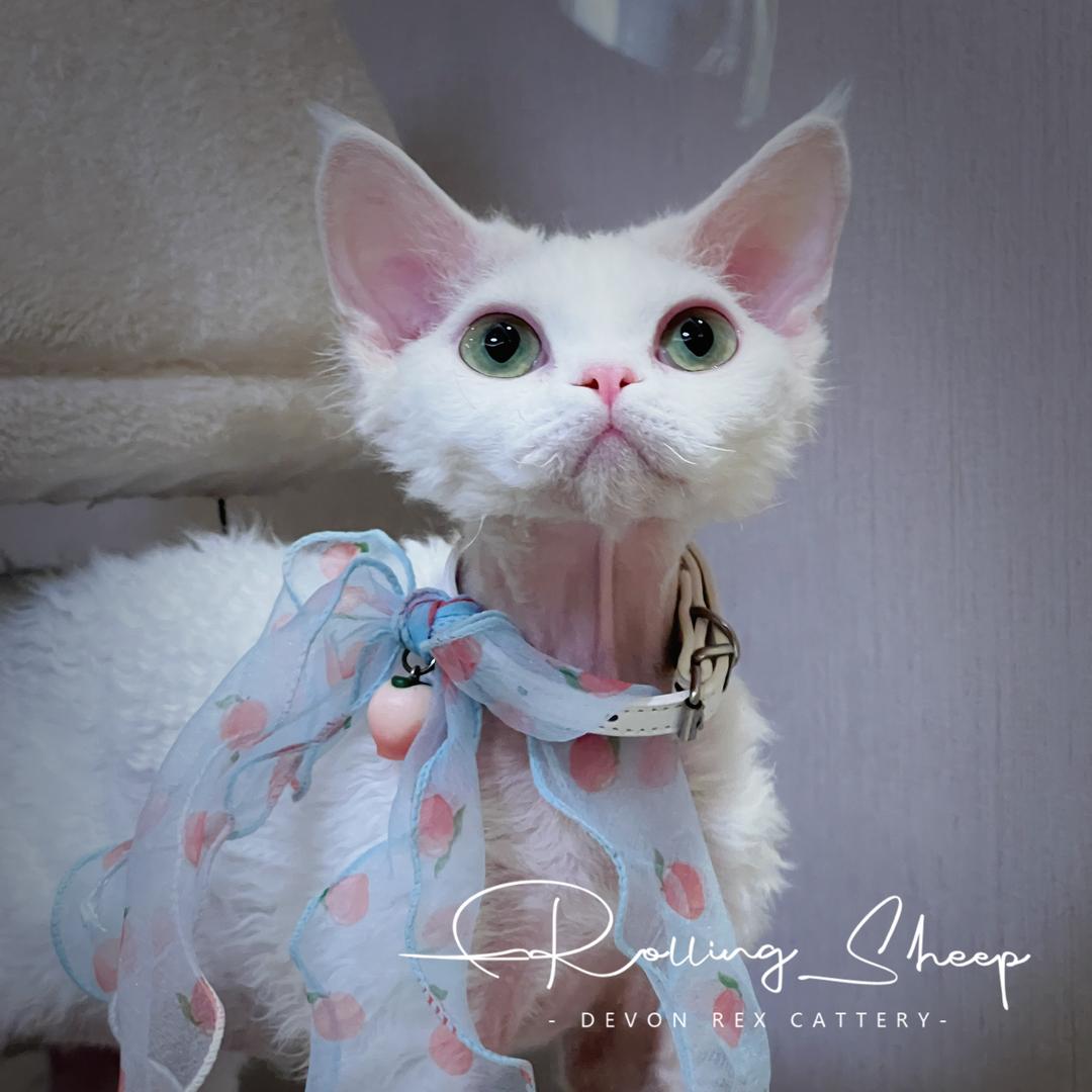 哆哆来德文卷毛猫