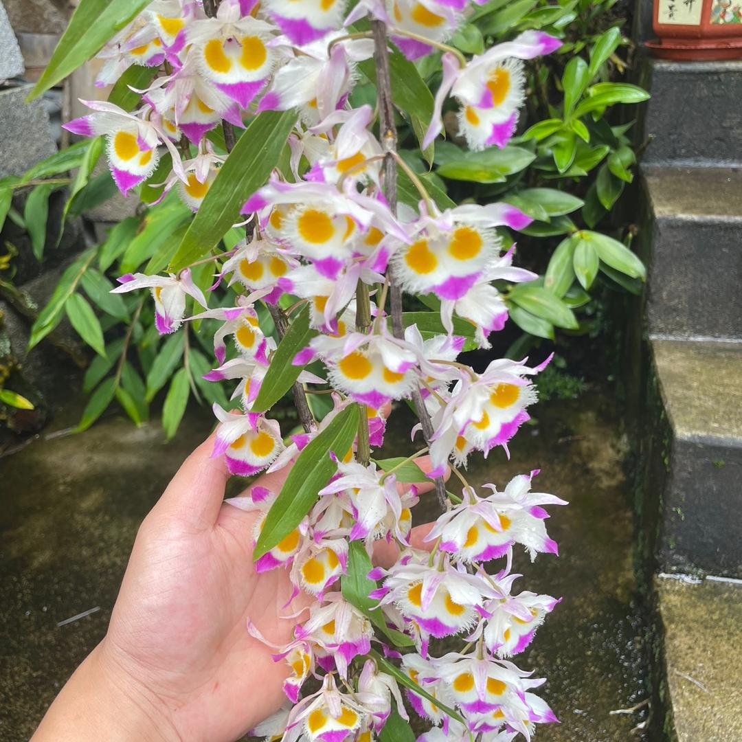 花语小坊