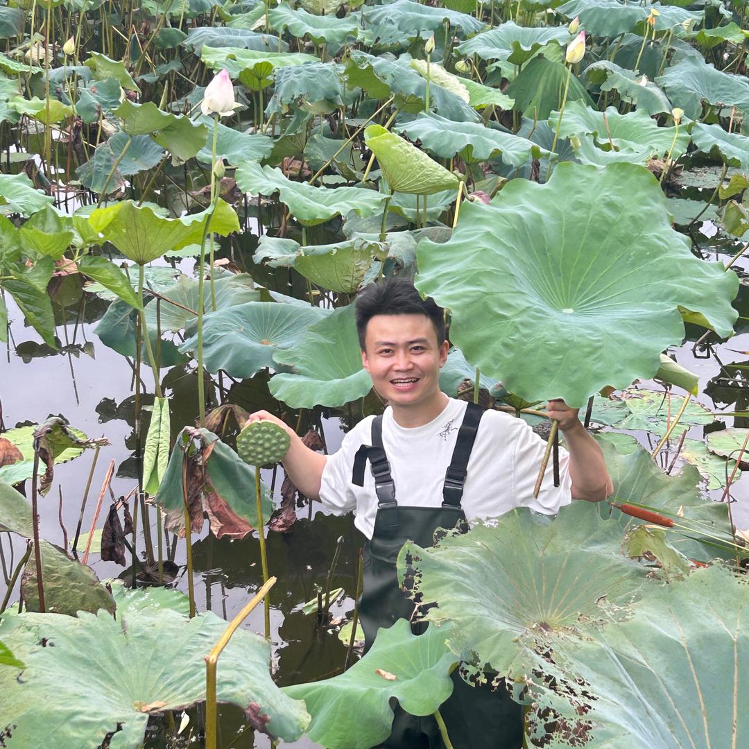 龙游六小六白莲优选