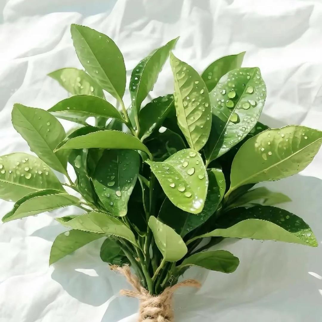 🌱𓂂𓈒· 初九·