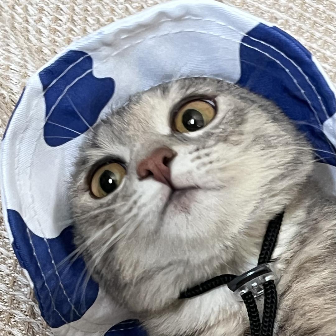 嘿嘿黑米粥⌯'ㅅ'⌯