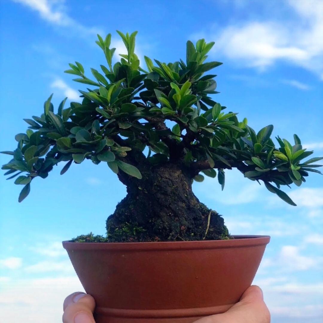 逆光、化雨成风