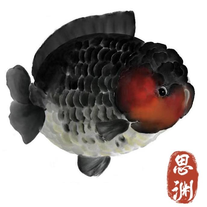 思渊水族臻选阁