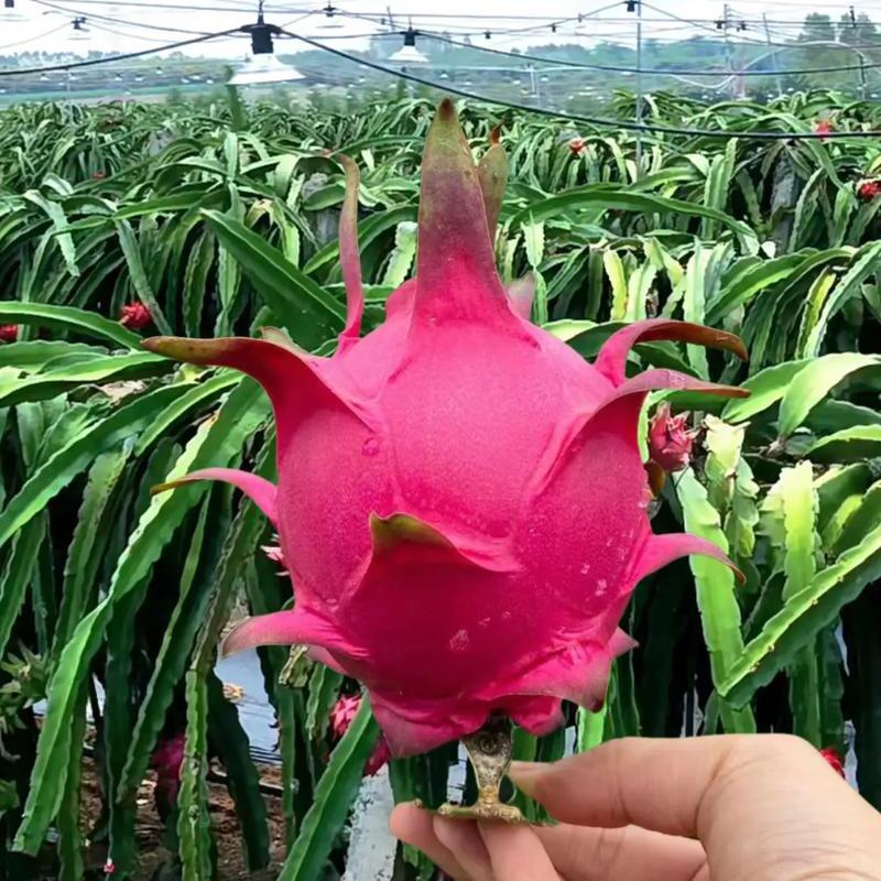 宇姐严选水果