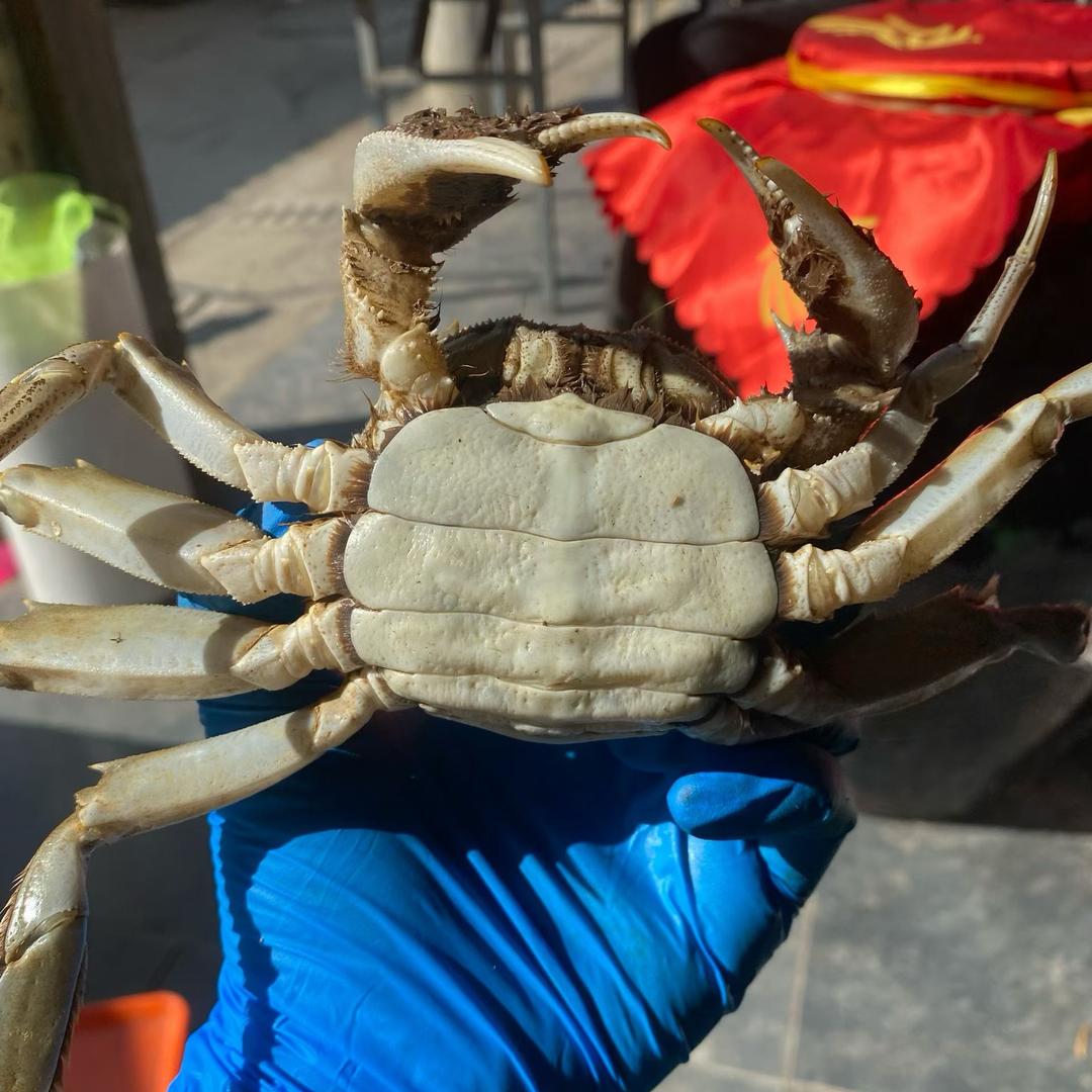 卖螃蟹的小朱姐