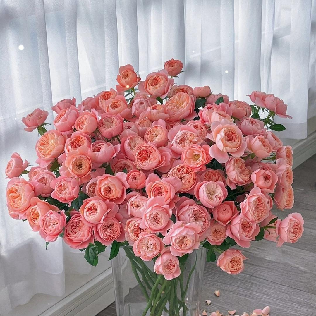 我爱吃香菜🌱
