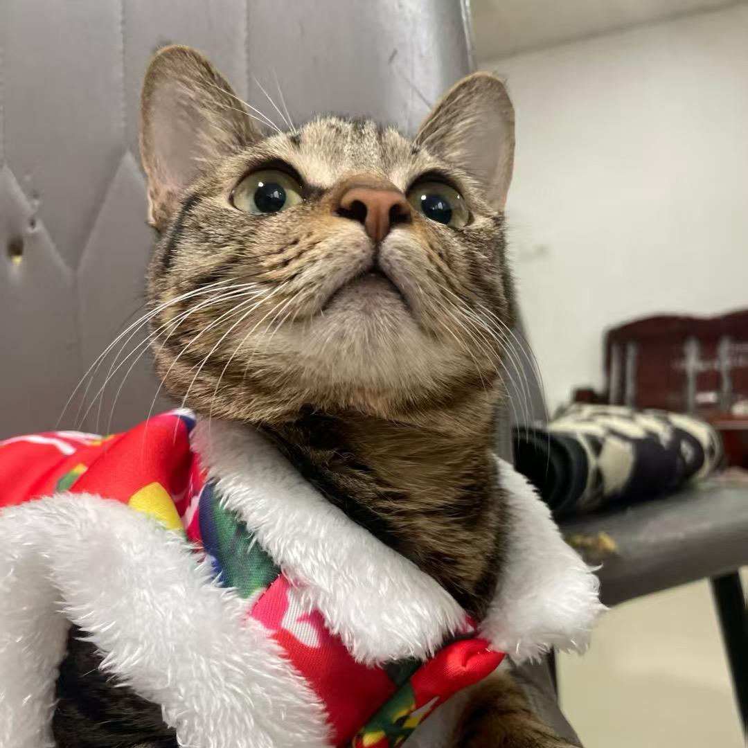 年年有米（开门的猫）