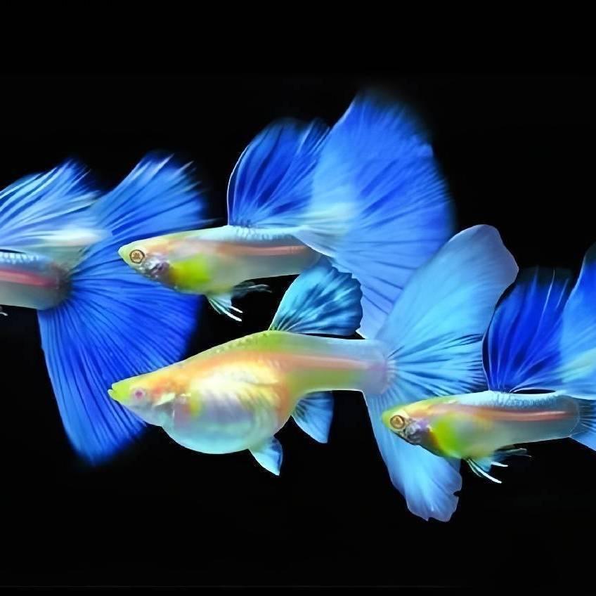 天时达孔雀鱼养殖基地